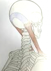 胸鎖乳突筋から頭皮筋膜